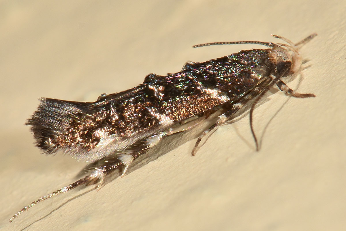 Cosmopterigidae? S, Eteobalea serratella